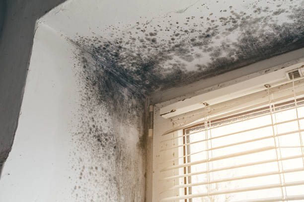 Affordable Mold Remediation solutions in Jefferson Valley-Yorktown, NY
